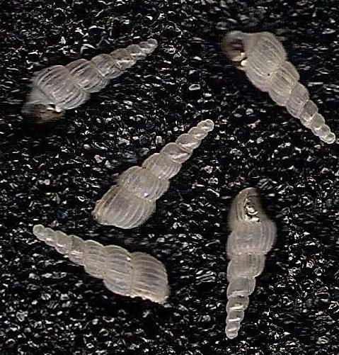 pyramidellidae, Andalousie.